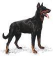 Beauceron